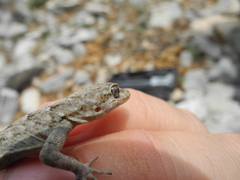 Mediodactylus kotschyi