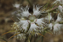 Dianthus libanotis