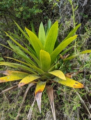 Tillandsia fendleri