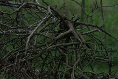 Viscum rotundifolium