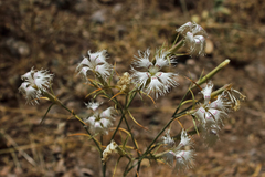 Dianthus libanotis