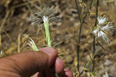 Dianthus libanotis