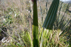 Chamaerops humilis