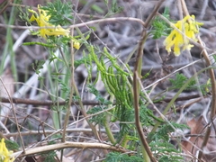 Corydalis pallida