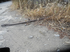 Mediodactylus kotschyi