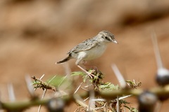 Cisticola aridulus