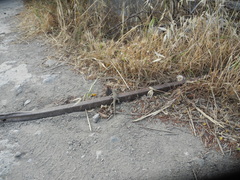 Mediodactylus kotschyi