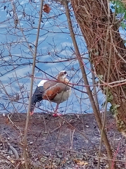 Alopochen aegyptiaca