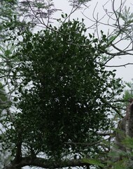 Viscum rotundifolium