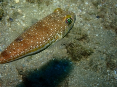 Torquigener flavimaculosus