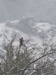 Buteo buteo