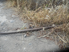 Mediodactylus kotschyi