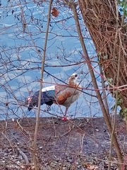 Alopochen aegyptiaca