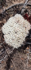 Crassula undulata