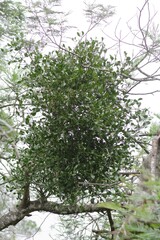 Viscum rotundifolium