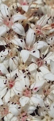 Crassula undulata