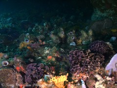 Steginoporella chartacea