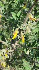 Anagyris foetida