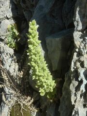 Rosularia globulariifolia