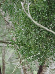 Viscum rotundifolium