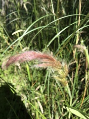 Cortaderia selloana
