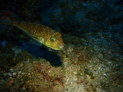 Torquigener flavimaculosus