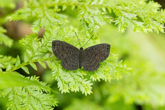 Riodinidae