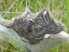 Eriogaster lanestris