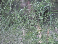 Asparagus schoberioides