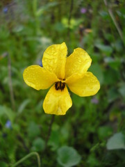 Viola pedunculata