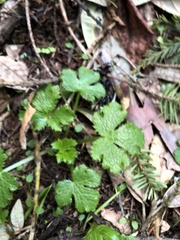 Sanicula crassicaulis
