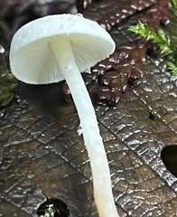 Cystolepiota seminuda