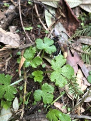 Sanicula crassicaulis