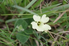Thunbergia capensis