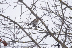 Turdus pilaris