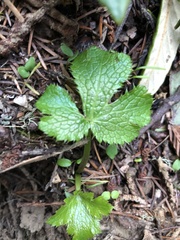Sanicula crassicaulis