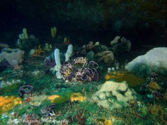 Steginoporella chartacea