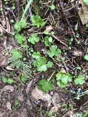 Sanicula crassicaulis