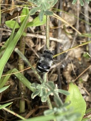 Anthophora alluaudi