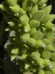 Rosularia globulariifolia