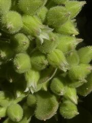 Rosularia globulariifolia