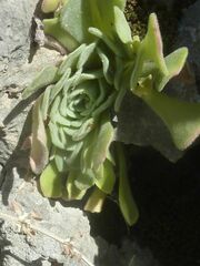 Rosularia globulariifolia