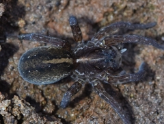 Arctosa fulvolineata