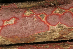 Hymenochaete sphaericola