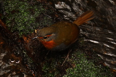 Scelorchilus rubecula