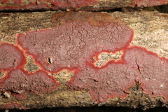 Hymenochaete sphaericola