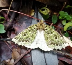 Chloroclydon rinodaria