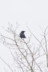 Corvus corax