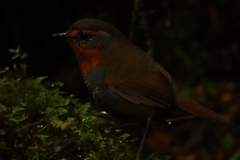 Scelorchilus rubecula