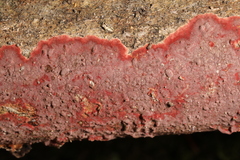 Hymenochaete sphaericola